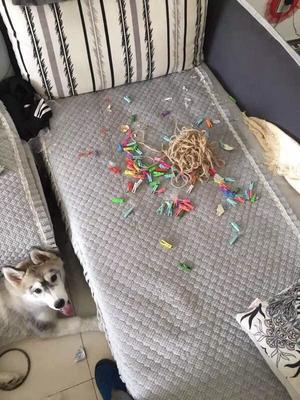 如果養狗可以買保險的話,我會選寵物犬破壞房屋險。