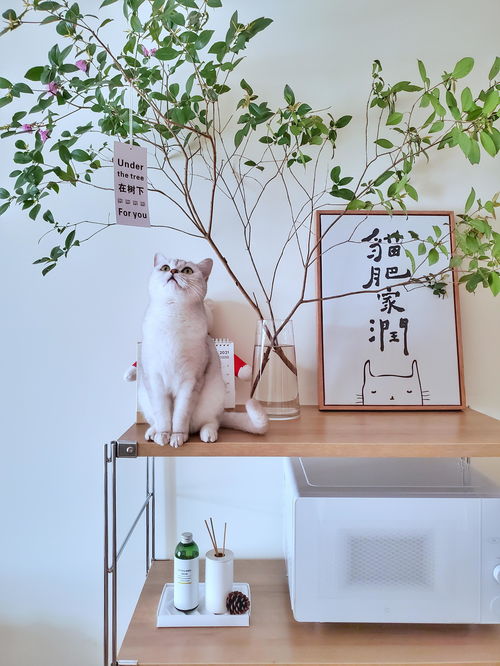 寵物用品如何收納？規(guī)劃整理師教你巧用寵物衣架